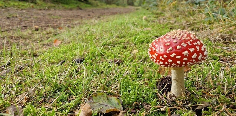Paddestoel herfst Olst-Wijhe